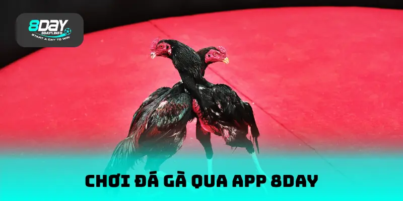 Chơi đá gà qua app 8DAY