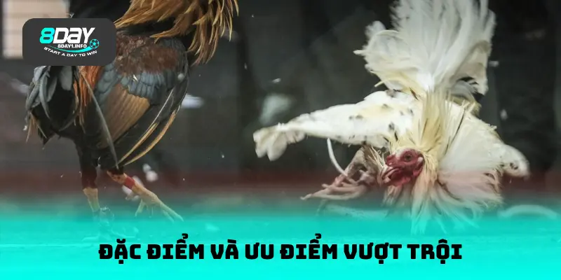 Đặc điểm và ưu điểm vượt trội