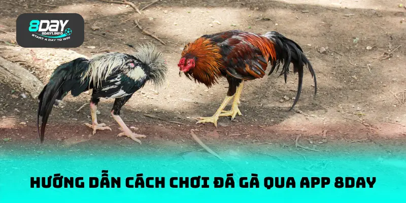 Hướng dẫn cách chơi đá gà qua app 8DAY