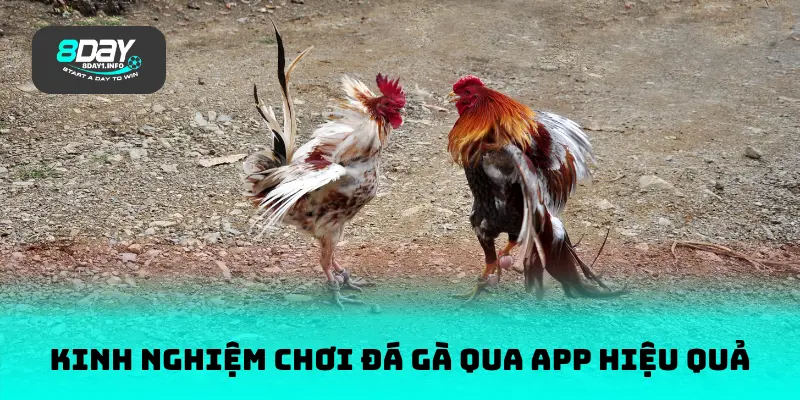 Kinh nghiệm chơi đá gà qua app hiệu quả