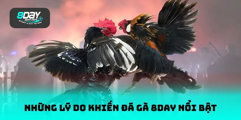 Những lý do khiến đá gà 8DAY nổi bật
