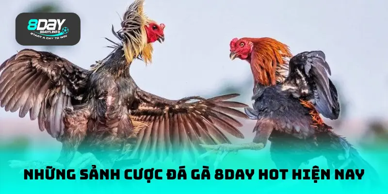 Những sảnh cược đá gà 8DAY hot hiện nay