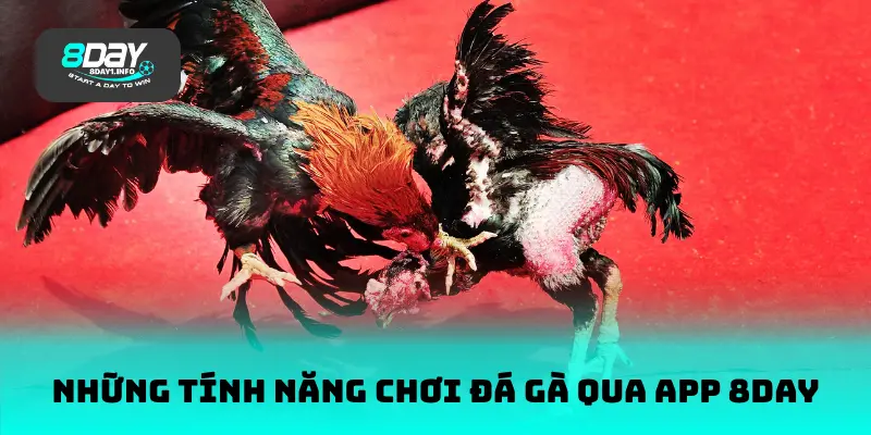 Những tính năng chơi đá gà qua App 8DAY